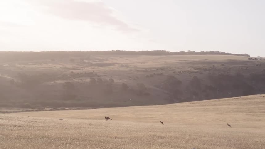 Kangaroos of different sizes running across mountainous terrain