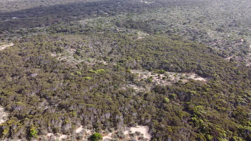 Aerial view of a dense and extensive green forest