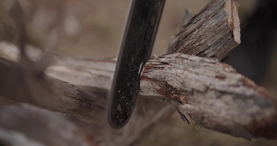 A chain saw cuts a branch