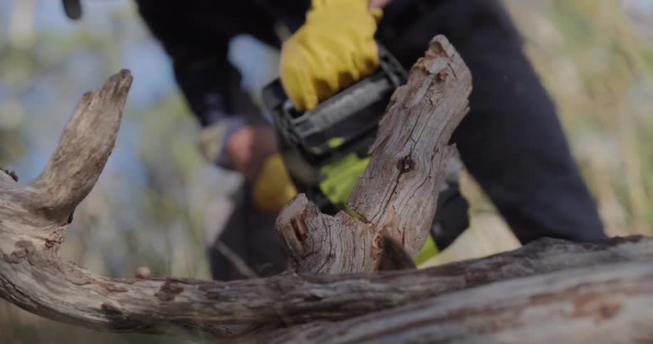 A man uses a chainsaw to cut a branch off a fallen tree trunk