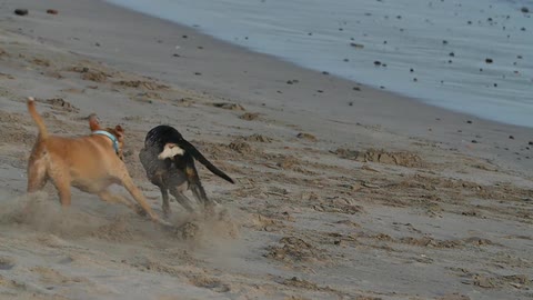 Two dogs running and playing with each other on a beach