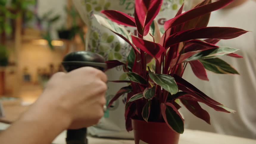A person scans the barcode on a potted plant inside a store possibly during checkout