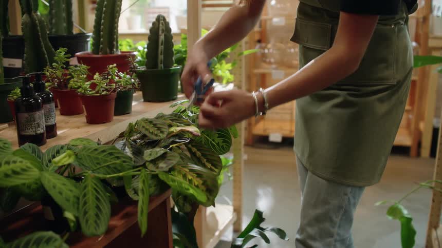 Woman gardener in an apron with wire cutters cutting dead parts of a plant