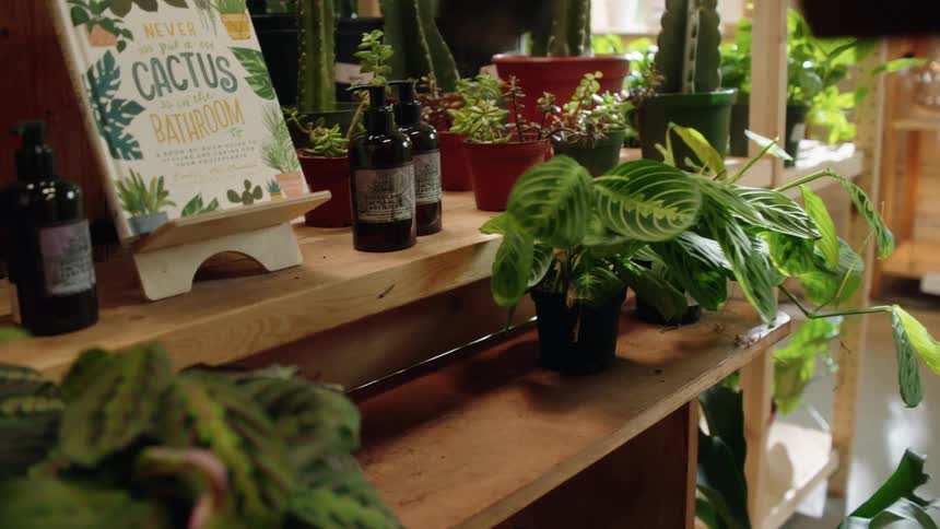 A person puts plants on a wooden shelf