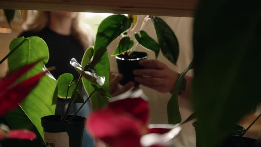 A man and a woman walks in a plant shop at daytime and the man picks up a potted plant