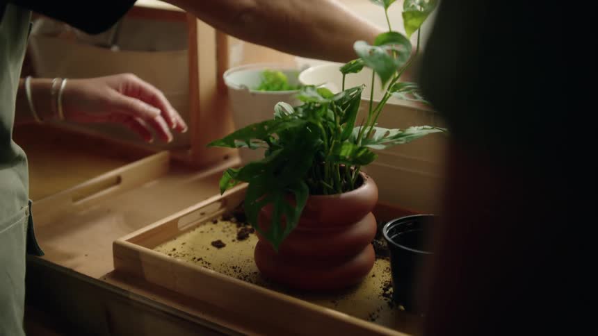 A person is gently planting or adjusting a potted plant indoors using their hands