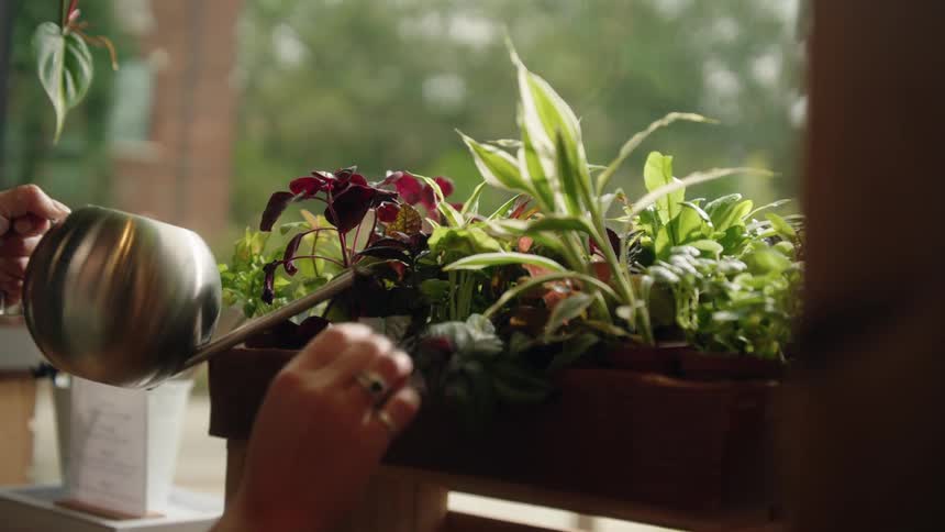 A person waters a vibrant indoor planter filled with various houseplants near a window