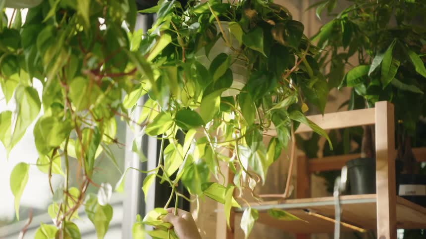 Closeup of hanging potted plants in front of a brick wall and window under warm indoor lighting with a persons hand reaching through the leaves