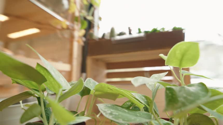 Plants are pushed to the shelves in the store