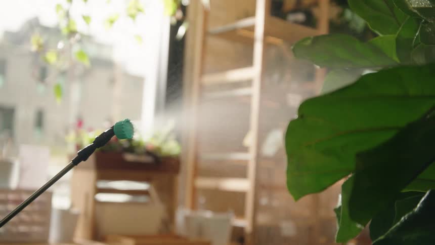 Someone watering a plant inside the plant shop during the day
