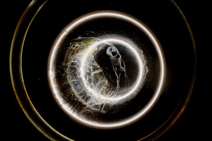 A macro image with abstract light rings and fluid textures surrounding a faint humanoid face
