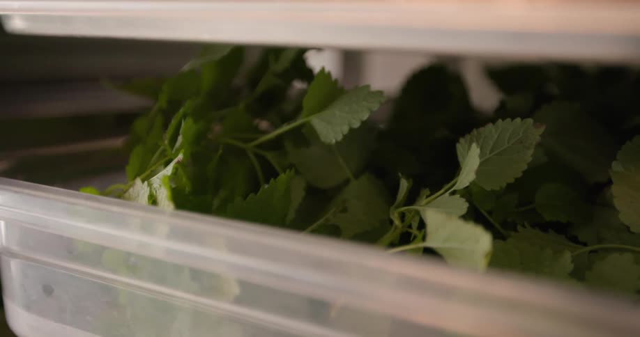 Green plants are in the container