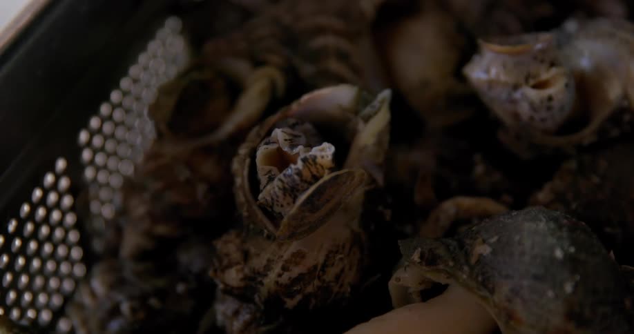 The bin is full of snails