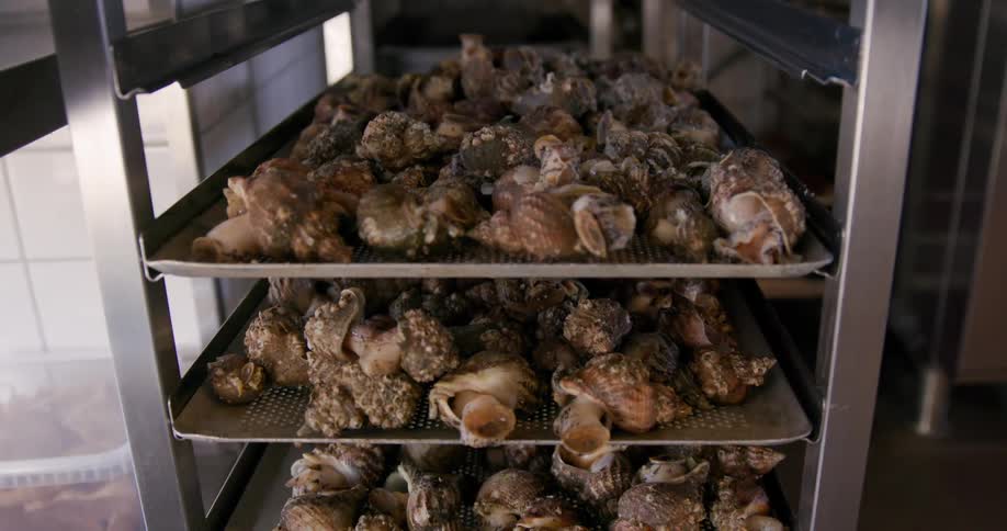 The trays are full of snails