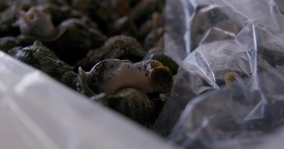 The bin is full of snails