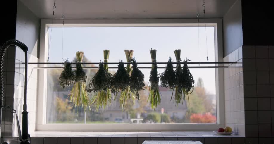 Plants are hanging on the kitchen window