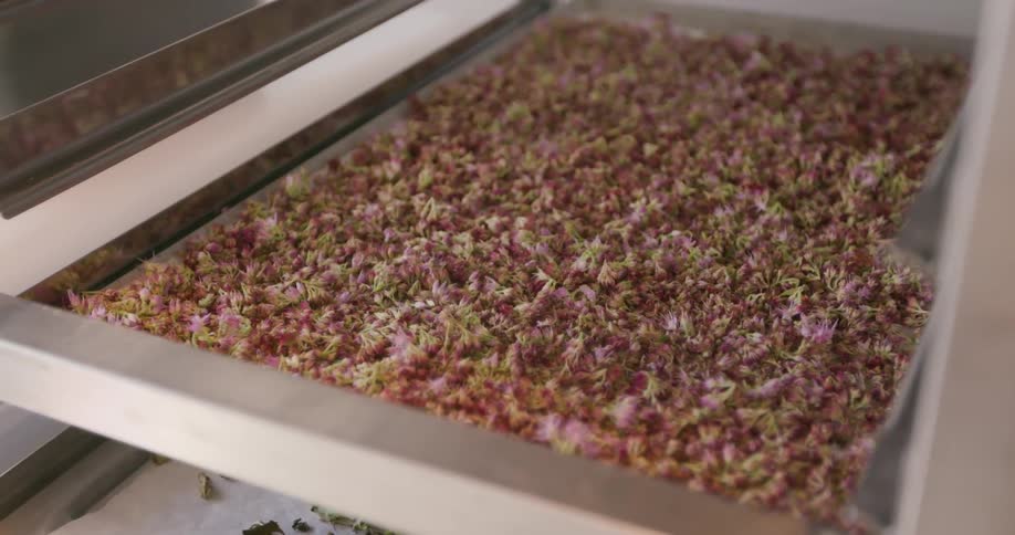 A tray filled with freshly harvested purple and green buds or flowers is shown inside a metal processing or drying unit