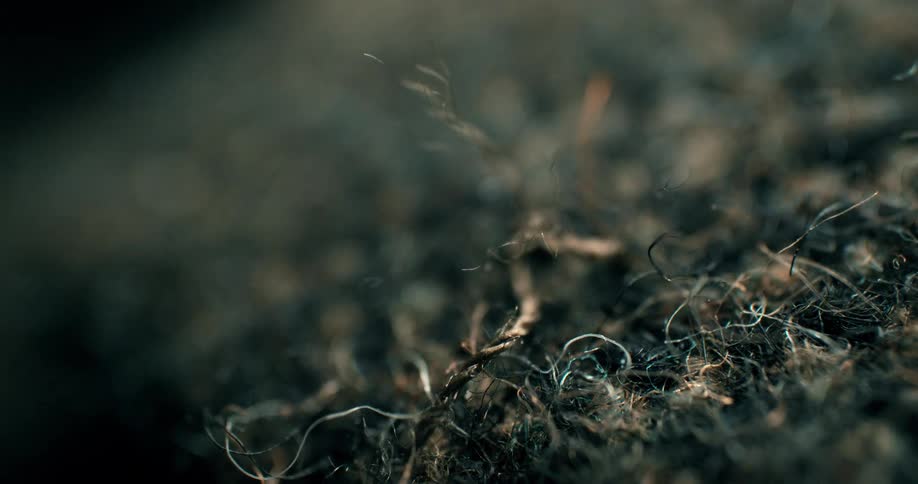 A group of small plants and exposed roots scattered across the ground under midday sunlight
