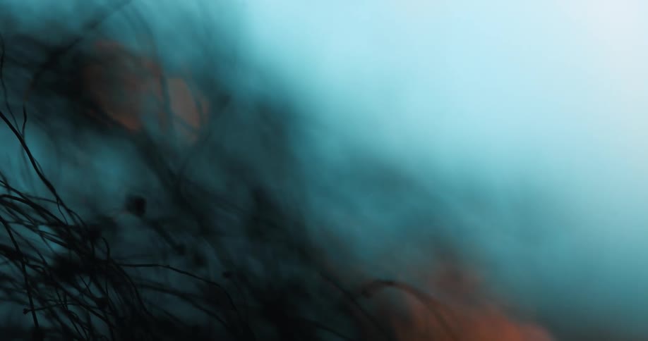 Light glares onto tendrils near the ground under a layer of haze