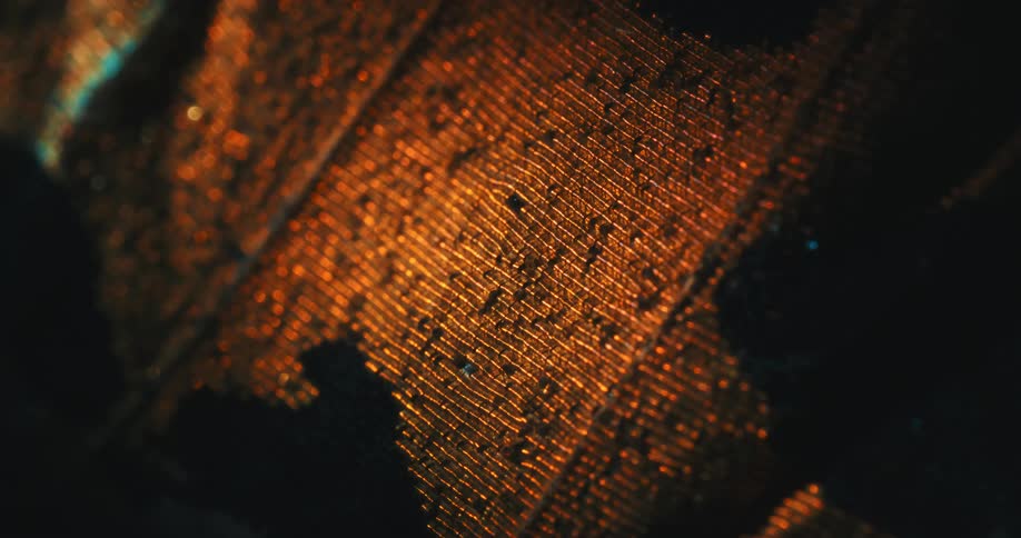 An extreme closeup of an abstract texture with dramatic lighting possibly a macro shot of a butterfly wing or fabric weave