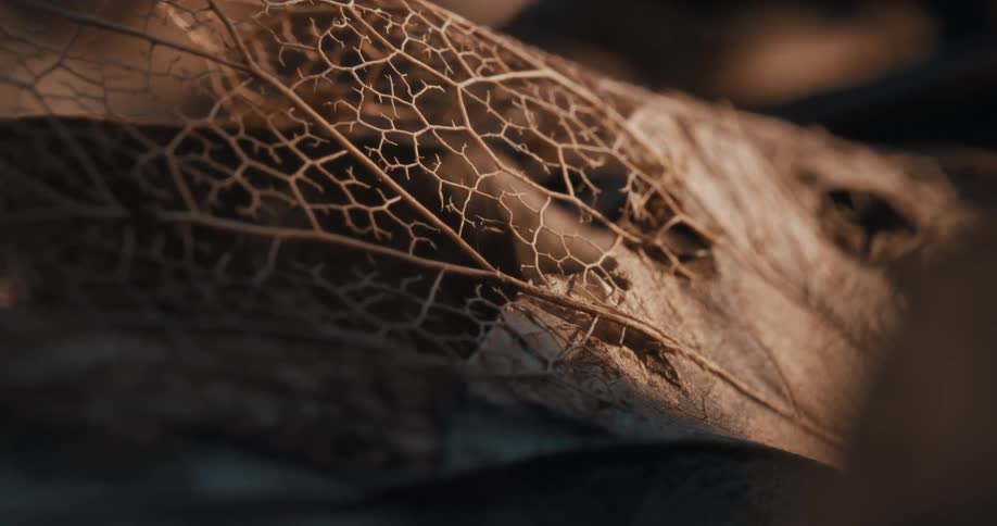An extreme closeup of a decaying leaf reveals its delicate lacelike vein structure under warm moody lighting