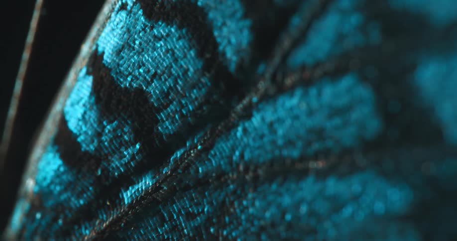 The fabric has an embroidered design