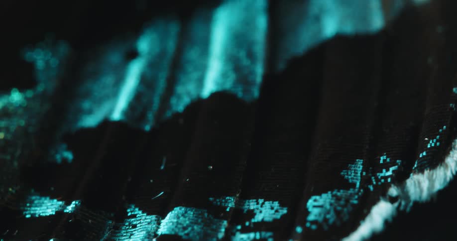 The iridescent turquoise scales with a textured gold band belong to a butterfly wing
