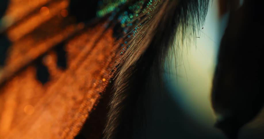 A feather hangs from the fabric