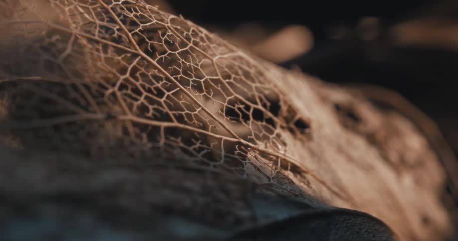 Sunlight falls onto a decaying leaf surface revealing a lacy appearance