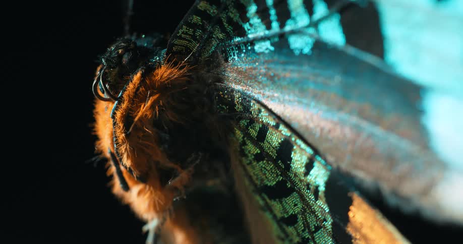 A closeup still shot of a butterflys wing and body showcasing iridescent scales and orange fur against a black backdrop