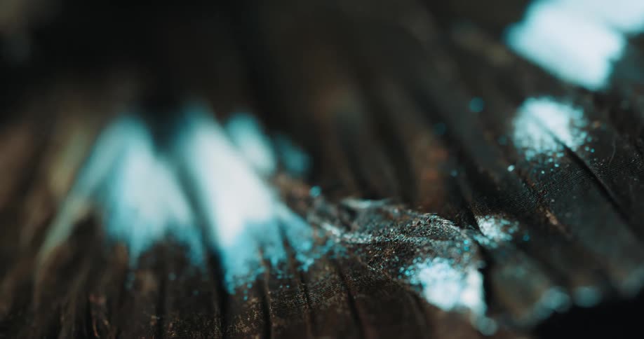 Blue powder coats a portion of the hairs on a pleated brown surface
