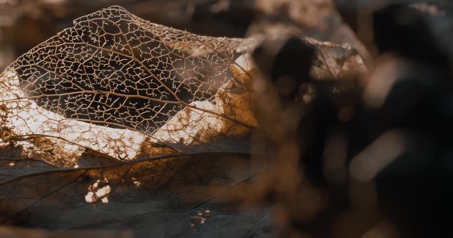 A closeup shot captures a decaying autumn leaf with intricate vein patterns backlit to highlight its delicate structure