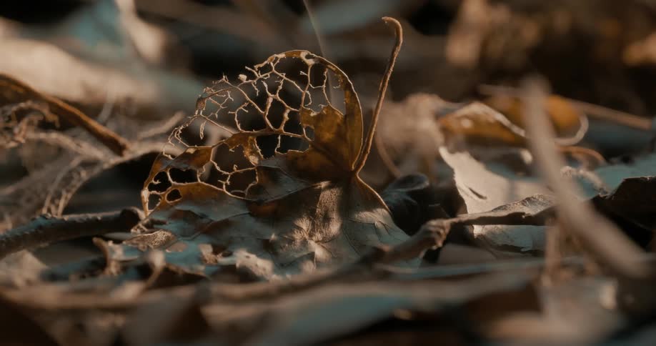 Burnt and smoking tree leaves on the ground