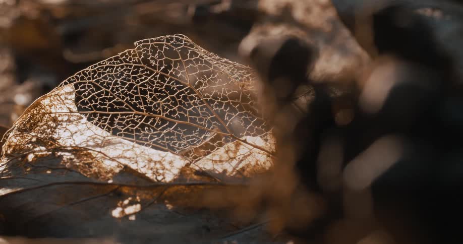 The leaf is burned up with only its veins left