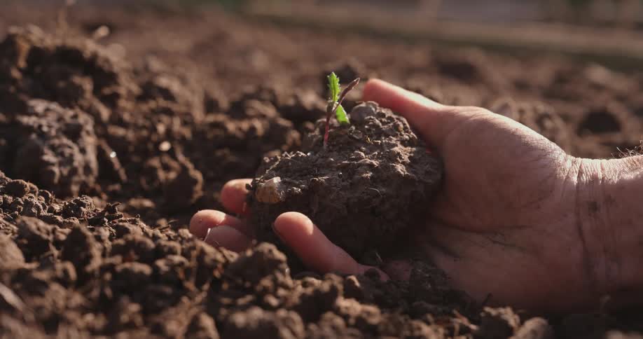 A man holds a clump of garden soil with a seedling in his hand