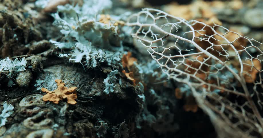 A closeup shot of moss lichen and a decaying leaf showcases organic textures in a natural forest floor environment