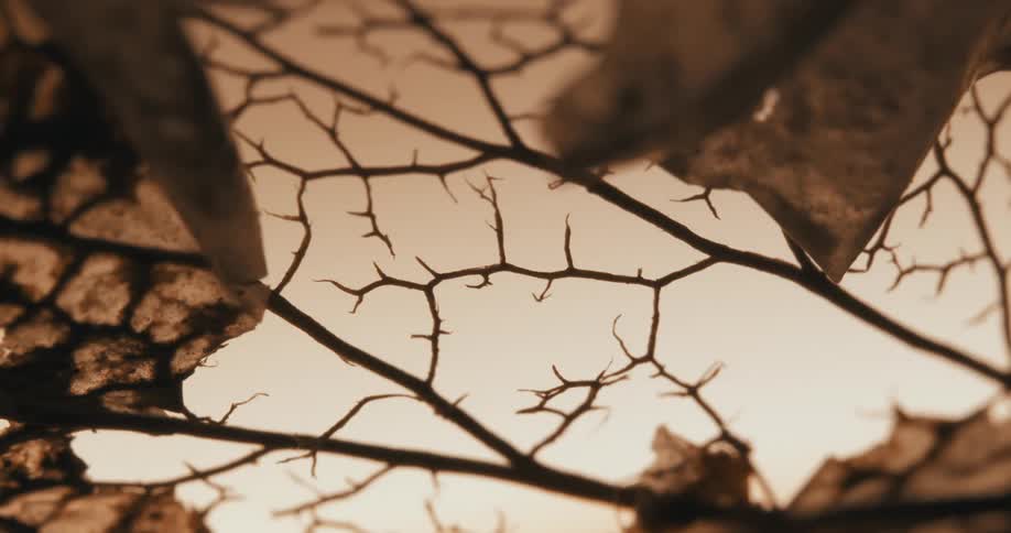A dried tree branch with brown withered leaves still attached seen on a sunny day