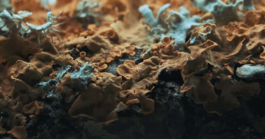 Colorful fungus is dried up on the rock