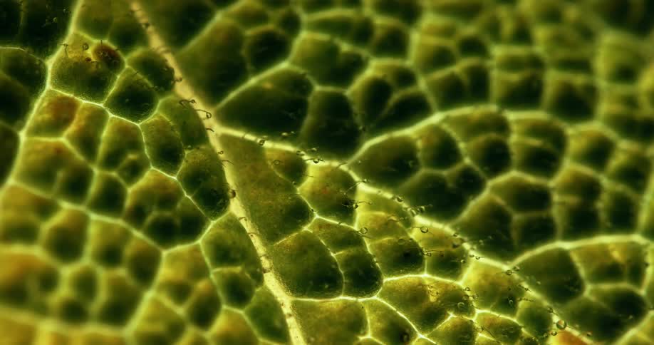 An extreme closeup shows the intricate cellular structure and veins of a green leaf possibly under a microscope with visible water droplets on the surface