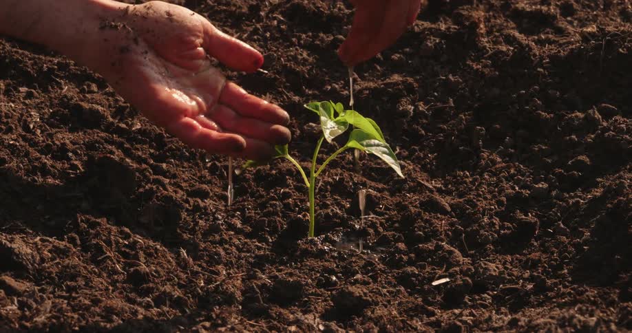 Hands of a man putting water on a growing plant at daytime