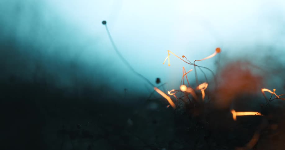 A small fire burning through vegetation in the forest as the sun sets casting an orange glow over the scene in a foggy atmosphere