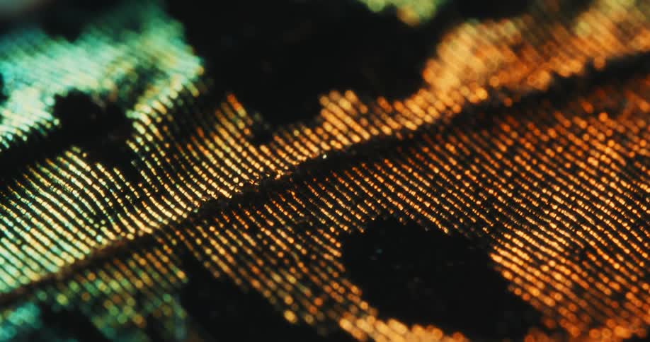 Metallic colors form an elaborate pattern on a textured surface accented with fuzz