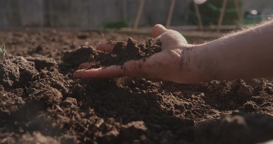 A man lifts a pile of dirt in his hand
