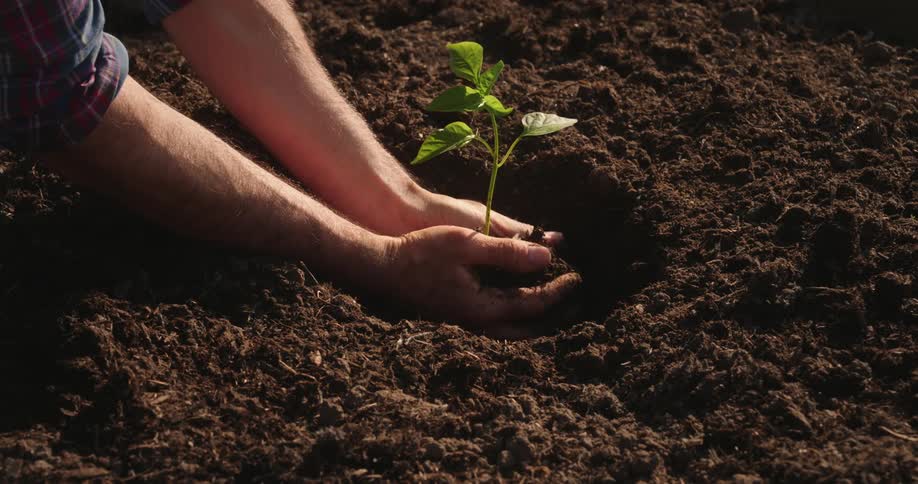 Man placing a small plant in round hole in a garden