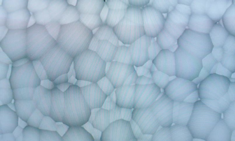 A macro shot reveals a dense cluster of translucent bubblelike cells creating a surreal abstract texture with a microscopic feel