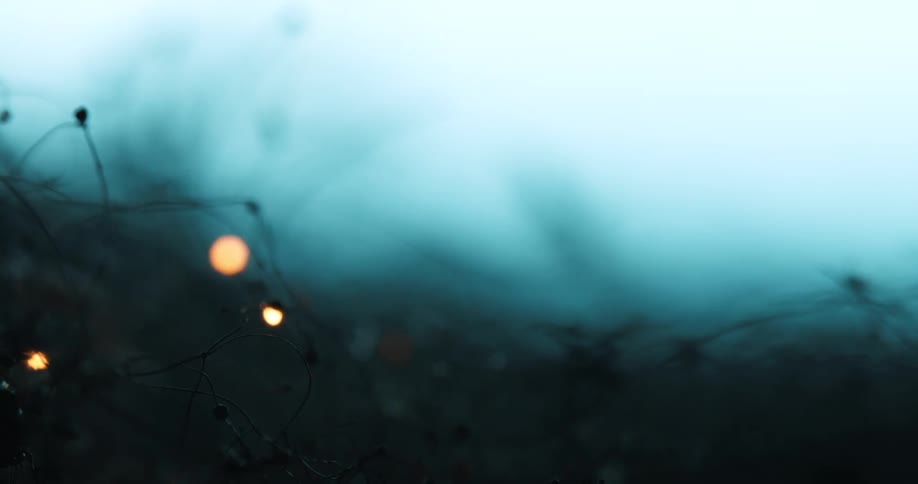 Silhouette of thin burning branches