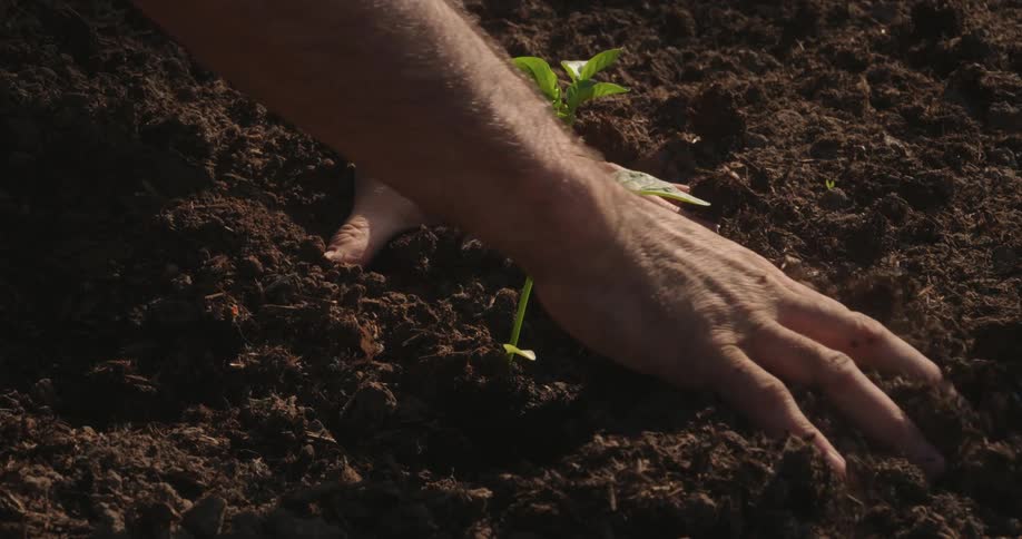 A man planting a pepper plant in the garden soil