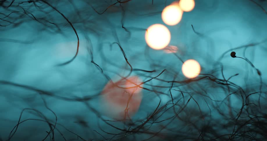 Flames of fire in thin abstract roots