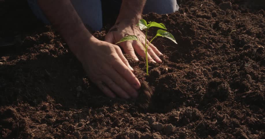 A person carefully planting a small seedling into dark rich soil