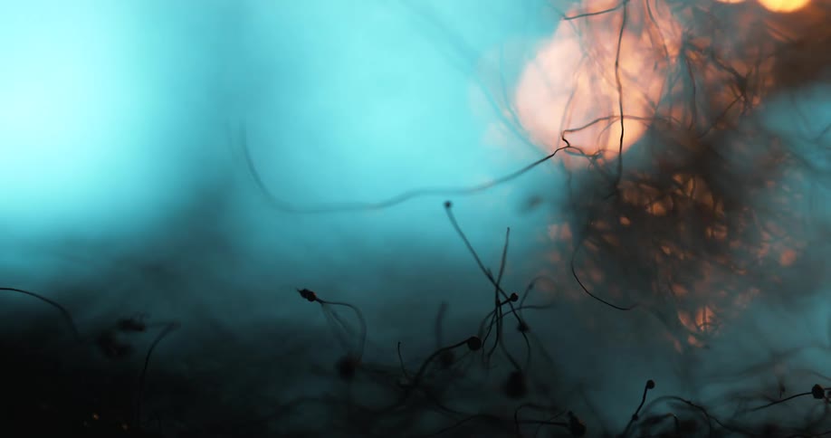 The brush and tinder spark and go up in flame